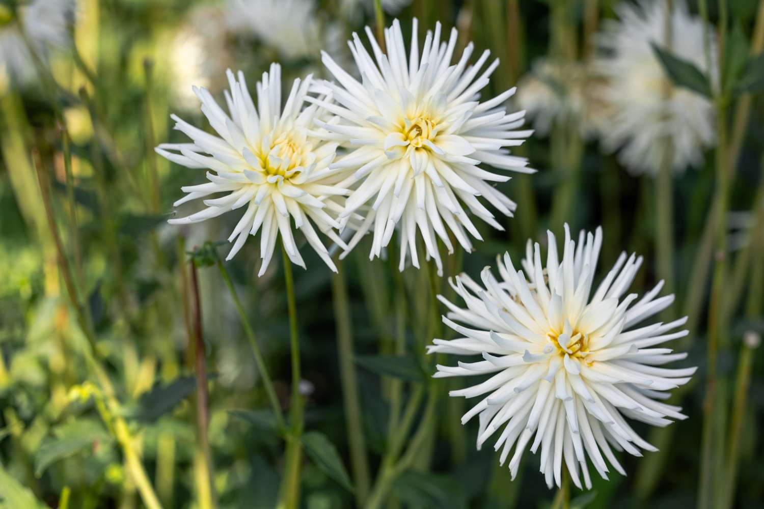 Daalia 'Playa Blanca'